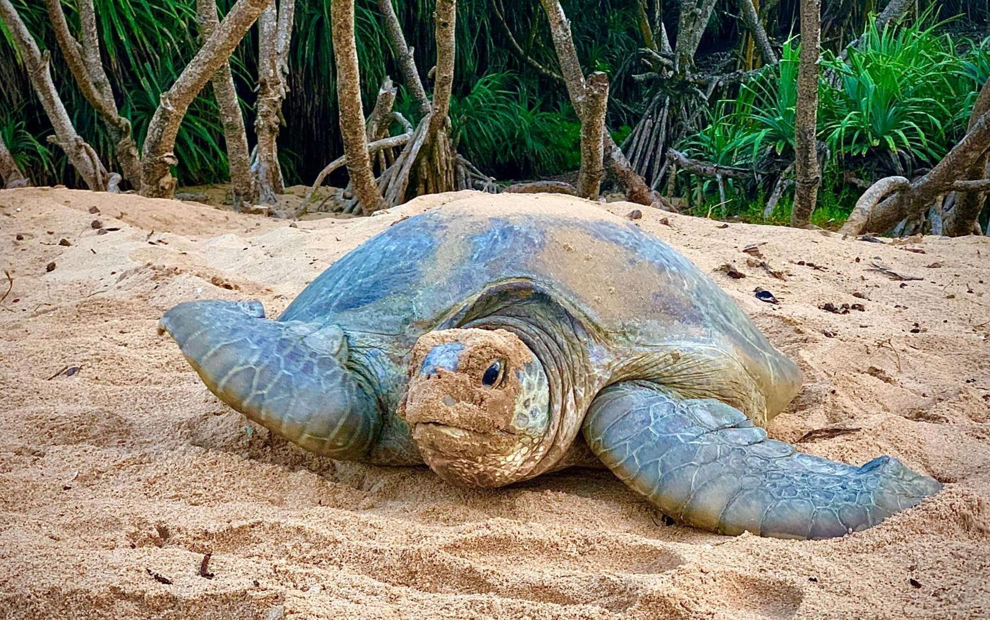 Turtle Paradise Tangalle Exterior foto